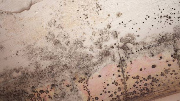 Best Emergency Mold Remediation in Dunnstown, PA